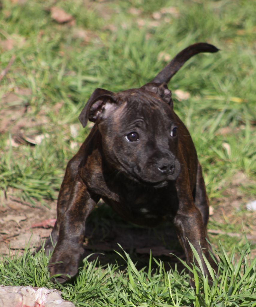 De L'ombre Rouge De Phrygie - Chiot disponible  - Staffordshire Bull Terrier