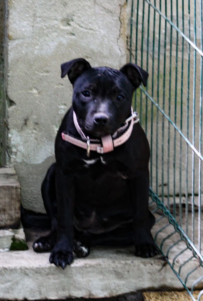 De L'ombre Rouge De Phrygie - Chiots disponibles - Staffordshire Bull Terrier