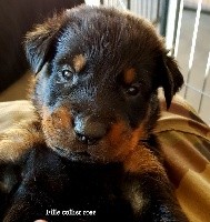 CHIOT