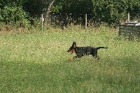 CHIOT